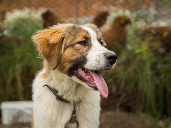 Close-up of dog looking away