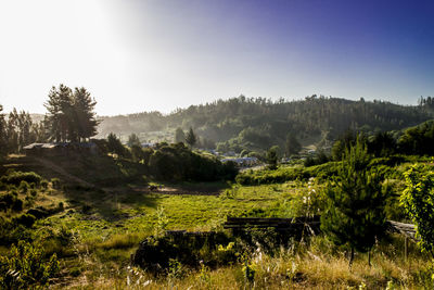 Scenic view of field against clear sky