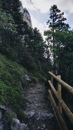 Scenic view of forest