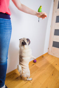 Low section of man and cat on wooden floor at home