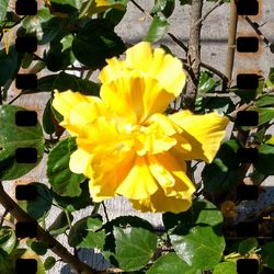 Close-up of yellow flowers blooming outdoors