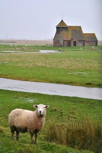 Sheep on farm against sky