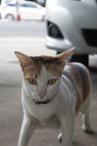 Portrait of a cat