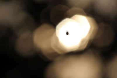 Close-up of fly