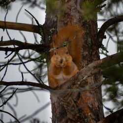 Squirrel on tree trunk