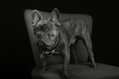 Portrait of a dog over black background