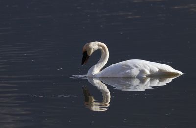 Swan swimming in lake