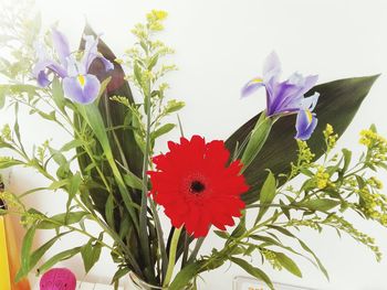 Close-up of fresh red flowers blooming outdoors