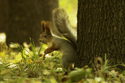 Squirrel by tree trunk on field