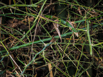 High angle view of a lizard on a field
