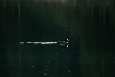 Birds swimming in lake