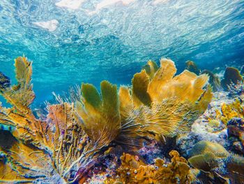 Beautifull coral reef