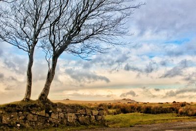 Bare tree on field against sky