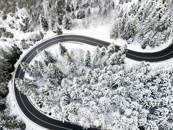 High angle view of snow covered plants by trees