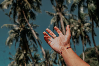 Close-up of hand holding leaves