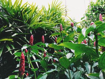 Close-up of red flowering plant