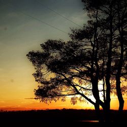 Silhouette of trees at sunset