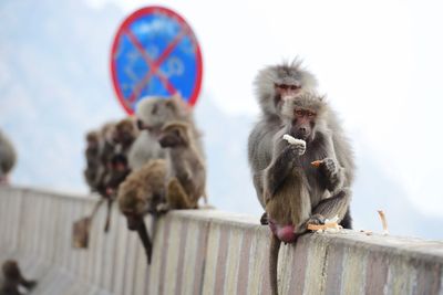 Monkeys sitting on railing against sky