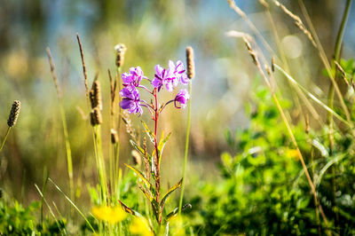 Close-up of purple flowers blooming in field