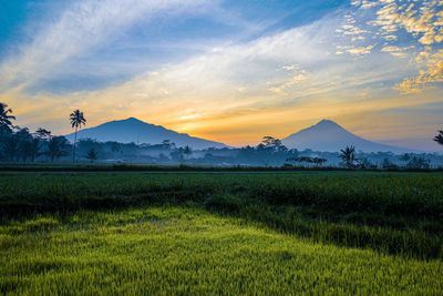 Scenic view of field against sky during sunset