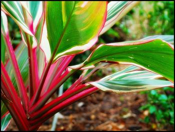 Close-up of leaves