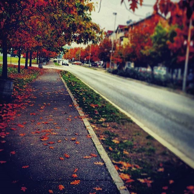 autumn, tree, transportation, the way forward, change, street, season, diminishing perspective, road, vanishing point, leaf, city, orange color, surface level, outdoors, incidental people, car, nature, no people, day