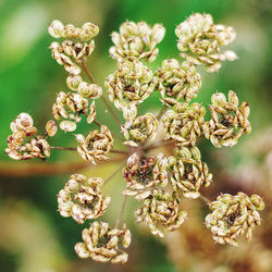 Close-up of wilted flowers on plant