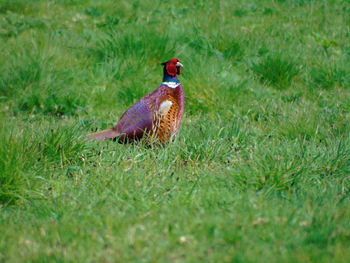 View of pheasant in a grassy field