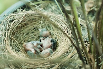 View of birds in nest