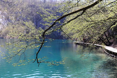 Scenic view of lake amidst trees