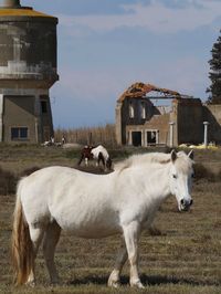 Sheep standing by house against sky