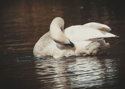 Swan swimming in lake
