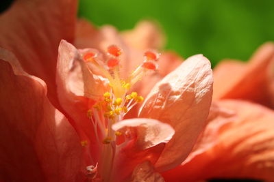 Macro shot of red flower