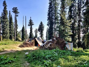 Panoramic view of trees on field against sky