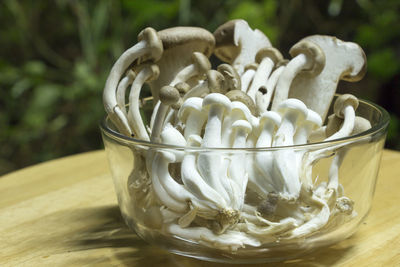 Edible mushrooms in glass bowl on wooden table