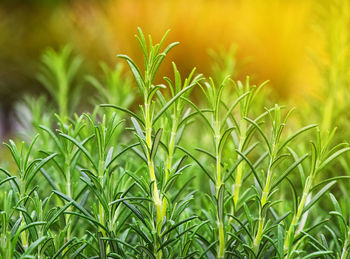 Close-up of crops growing on field