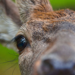 Close-up of a horse