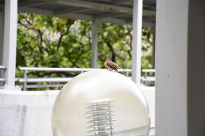 Close-up of bird perching outdoors