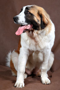 Close-up of dog looking away