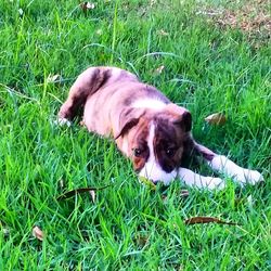 Portrait of dog lying on grassy field