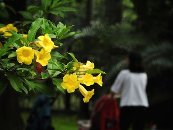 Rear view of yellow flowering plant