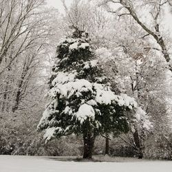 Trees on snow covered landscape