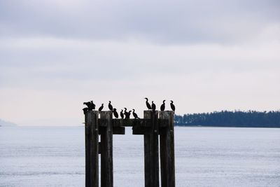 Birds perching on wooden post in sea against sky