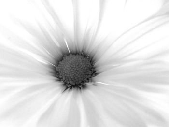 Full frame shot of white flower