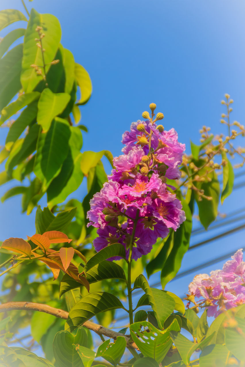 CLOSE-UP OF PINK FLOWERING PLANT AGAINST SKY