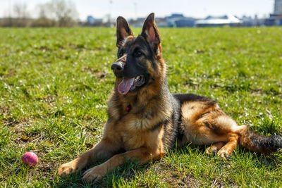 Dog looking away on field