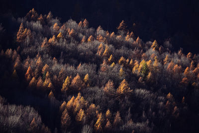 Low angle view of trees against sky at night