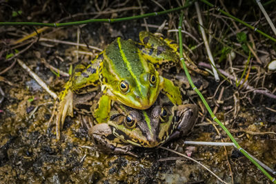 Close-up of frog