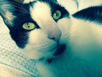 Close-up portrait of cat