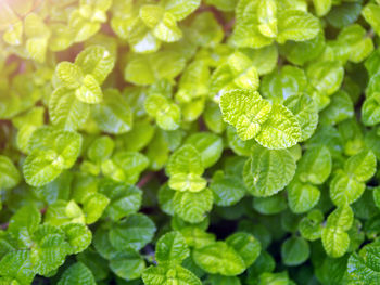 Full frame shot of fresh green leaves